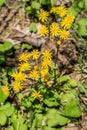 Vertical of Golden Ragwort Ã¢â¬â Senecio aureus